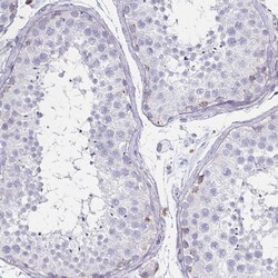 Invitrogen STX7 Monoclonal Antibody (CL0257) 100 &mu;L; Unconjugated:Antibodies,