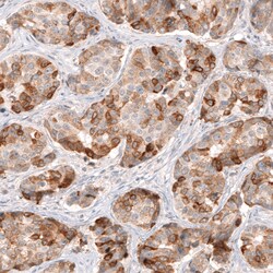 Invitrogen HMGCR Monoclonal Antibody (CL0260) 100 &mu;L; Unconjugated:Antibodies,