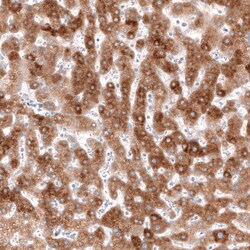 Invitrogen HMGCR Monoclonal Antibody (CL0260) 100 &mu;L; Unconjugated:Antibodies,