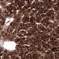 Invitrogen HMGCR Monoclonal Antibody (CL0260) 100 &mu;L; Unconjugated:Antibodies,