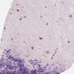 Invitrogen SCGN Monoclonal Antibody (CL0271) 100 &mu;L; Unconjugated:Antibodies,