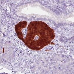 Invitrogen SCGN Monoclonal Antibody (CL0271) 100 &mu;L; Unconjugated:Antibodies,
