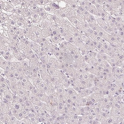 Invitrogen SCGN Monoclonal Antibody (CL0273) 100 &mu;L; Unconjugated:Antibodies,