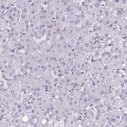 Invitrogen RBM3 Monoclonal Antibody (CL0296) 100 &mu;L; Unconjugated:Antibodies,