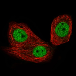 Invitrogen CTCF Monoclonal Antibody (CL0305) 100 &mu;L; Unconjugated:Antibodies,