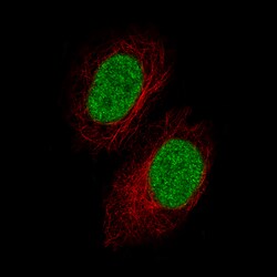 Invitrogen GDF15 Monoclonal Antibody (CL0328) 100 &mu;L; Unconjugated:Antibodies,