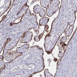 Invitrogen GDF15 Monoclonal Antibody (CL0328) 100 &mu;L; Unconjugated:Antibodies,