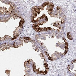 Invitrogen GDF15 Monoclonal Antibody (CL0328) 100 &mu;L; Unconjugated:Antibodies,