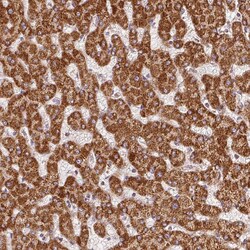 Invitrogen SDHB Monoclonal Antibody (CL0346) 100 &mu;L | Buy Online | Invitrogen&trade; | Fisher Scientific