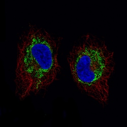 Invitrogen SDHB Monoclonal Antibody (CL0349) 100 &mu;L; Unconjugated:Antibodies,
