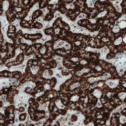 Invitrogen SDHB Monoclonal Antibody (CL0349) 100 &mu;L; Unconjugated:Antibodies,