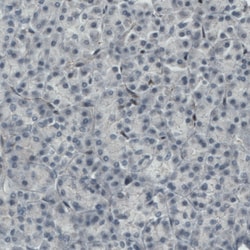 Invitrogen MEF2C Monoclonal Antibody (CL0368) 100 &mu;L | Buy Online | Invitrogen&trade; | Fisher Scientific