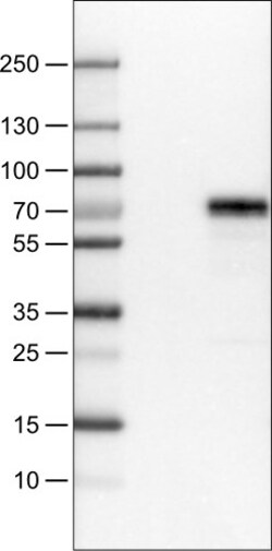 Invitrogen MEF2C Monoclonal Antibody (CL0368) 100 &mu;L | Buy Online | Invitrogen&trade; | Fisher Scientific