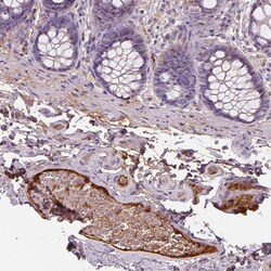 Invitrogen Apolipoprotein A4 Monoclonal Antibody (CL0467) 100 &mu;L; Unconjugated:Antibodies,