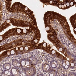 Invitrogen Apolipoprotein A4 Monoclonal Antibody (CL0467) 100 &mu;L; Unconjugated:Antibodies,