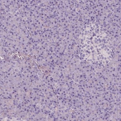 Invitrogen Apolipoprotein A4 Monoclonal Antibody (CL0467) 100 &mu;L; Unconjugated:Antibodies,