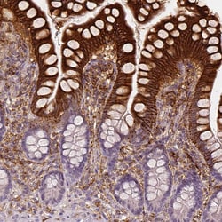 Invitrogen Apolipoprotein A4 Monoclonal Antibody (CL0467) 100 &mu;L; Unconjugated:Antibodies,