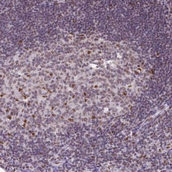 Invitrogen ERCC1 Monoclonal Antibody (CL1249) 100 &mu;L; Unconjugated:Antibodies,