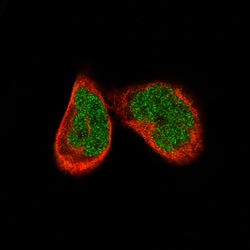 Invitrogen ATF3 Monoclonal Antibody (CL1685) 100 &mu;L; Unconjugated:Antibodies,
