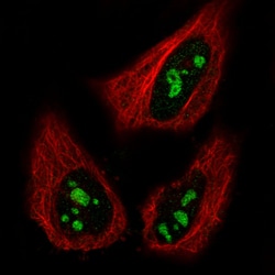 Invitrogen NIFK Monoclonal Antibody (CL2240) 100 &mu;L; Unconjugated:Antibodies,