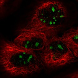 Invitrogen NIFK Monoclonal Antibody (CL2240) 100 &mu;L; Unconjugated:Antibodies,