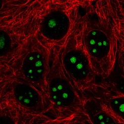 Invitrogen NIFK Monoclonal Antibody (CL2240) 100 &mu;L; Unconjugated:Antibodies,