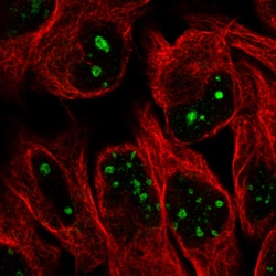 Invitrogen NIFK Monoclonal Antibody (CL2240) 100 &mu;L; Unconjugated:Antibodies,