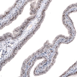 Invitrogen NIFK Monoclonal Antibody (CL2240) 100 &mu;L; Unconjugated:Antibodies,