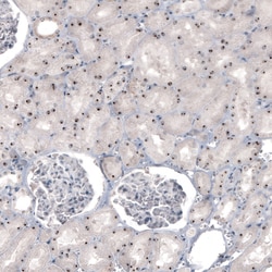 Invitrogen NIFK Monoclonal Antibody (CL2240) 100 &mu;L; Unconjugated:Antibodies,