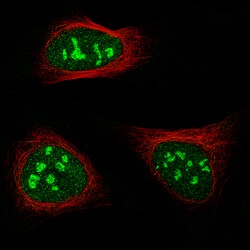 Invitrogen NIFK Monoclonal Antibody (CL2237) 100 &mu;L; Unconjugated:Antibodies,