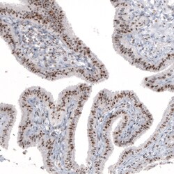 Invitrogen NIFK Monoclonal Antibody (CL2237) 100 &mu;L; Unconjugated:Antibodies,