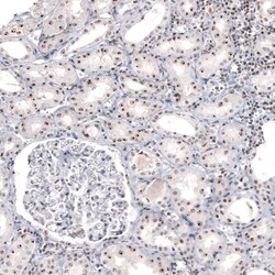 Invitrogen NIFK Monoclonal Antibody (CL2237) 100 &mu;L; Unconjugated:Antibodies,