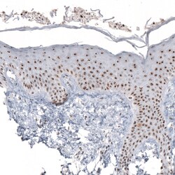 Invitrogen NIFK Monoclonal Antibody (CL2237) 100 &mu;L; Unconjugated:Antibodies,
