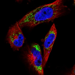 Invitrogen TUFM Monoclonal Antibody (CL2242) 100 &mu;L; Unconjugated:Antibodies,