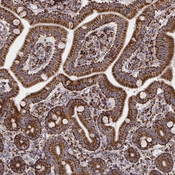 Invitrogen TUFM Monoclonal Antibody (CL2242) 100 &mu;L; Unconjugated:Antibodies,