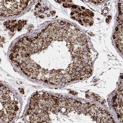 Invitrogen TUFM Monoclonal Antibody (CL2242) 100 &mu;L; Unconjugated:Antibodies,