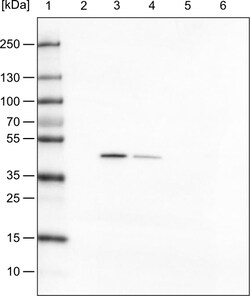 Invitrogen TUFM Monoclonal Antibody (CL2242) 100 &mu;L | Buy Online | Invitrogen&trade; | Fisher Scientific