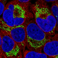 Invitrogen TUFM Monoclonal Antibody (CL2243) 100 &mu;L; Unconjugated:Antibodies,