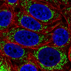 Invitrogen TUFM Monoclonal Antibody (CL2243) 100 &mu;L; Unconjugated:Antibodies,