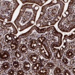Invitrogen TUFM Monoclonal Antibody (CL2243) 100 &mu;L; Unconjugated:Antibodies,