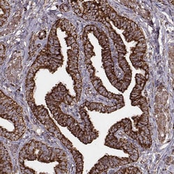 Invitrogen TUFM Monoclonal Antibody (CL2243) 100 &mu;L; Unconjugated:Antibodies,