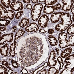 Invitrogen TUFM Monoclonal Antibody (CL2243) 100 &mu;L; Unconjugated:Antibodies,