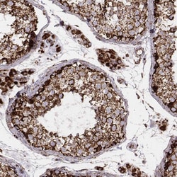 Invitrogen TUFM Monoclonal Antibody (CL2243) 100 &mu;L; Unconjugated:Antibodies,