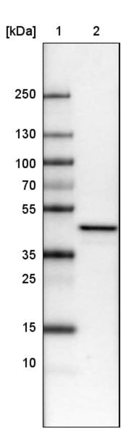 Invitrogen TUFM Monoclonal Antibody (CL2243) 100 &mu;L; Unconjugated:Antibodies,