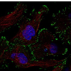 Invitrogen Zyxin Monoclonal Antibody (CL2502) 100 &mu;L | Buy Online | Invitrogen&trade; | Fisher Scientific
