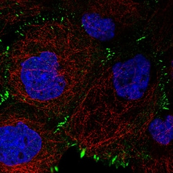 Invitrogen Zyxin Monoclonal Antibody (CL2502) 100 &mu;L | Buy Online | Invitrogen&trade; | Fisher Scientific