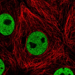 Invitrogen hnRNP C Monoclonal Antibody (CL2593) 100 &mu;L; Unconjugated:Antibodies,