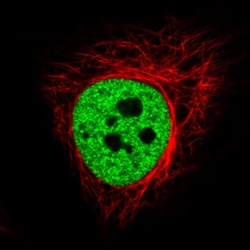 Invitrogen hnRNP C Monoclonal Antibody (CL2593) 100 &mu;L; Unconjugated:Antibodies,