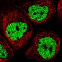 Invitrogen hnRNP C Monoclonal Antibody (CL2593) 100 &mu;L; Unconjugated:Antibodies,