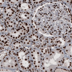 Invitrogen hnRNP C Monoclonal Antibody (CL2593) 100 &mu;L; Unconjugated:Antibodies,